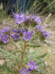 Phacelia formosula