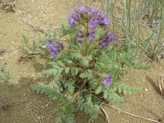 Phacelia formosula
