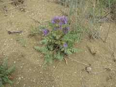 Phacelia formosula