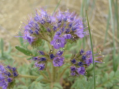 Phacelia formosula