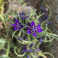 Lapeirousia oreogena