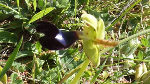Atlantic Ophrys (Ophrys atlantica)