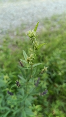 Orbexilum simplex, photograph 4