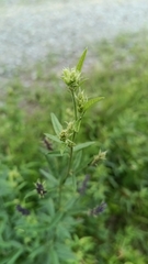 Orbexilum simplex, photograph (c) Michael A. Thaibinh, some rights reserved (CC BY)