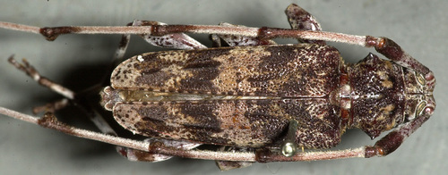 Ponderosa Pine Bark Borer (Acanthocinus princeps) · iNaturalist
