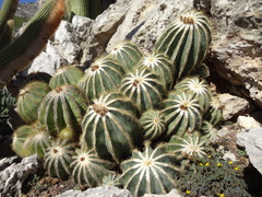 Parodia magnifica