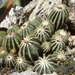 Balloon Cactus - Photo (c) Jean-Philippe BASUYAUX, some rights reserved (CC BY-NC), uploaded by Jean-Philippe BASUYAUX