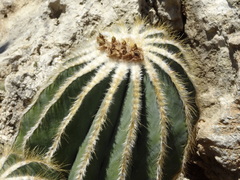 Parodia magnifica