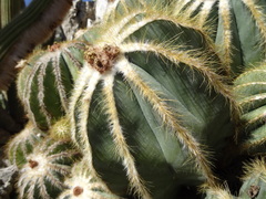 Parodia magnifica