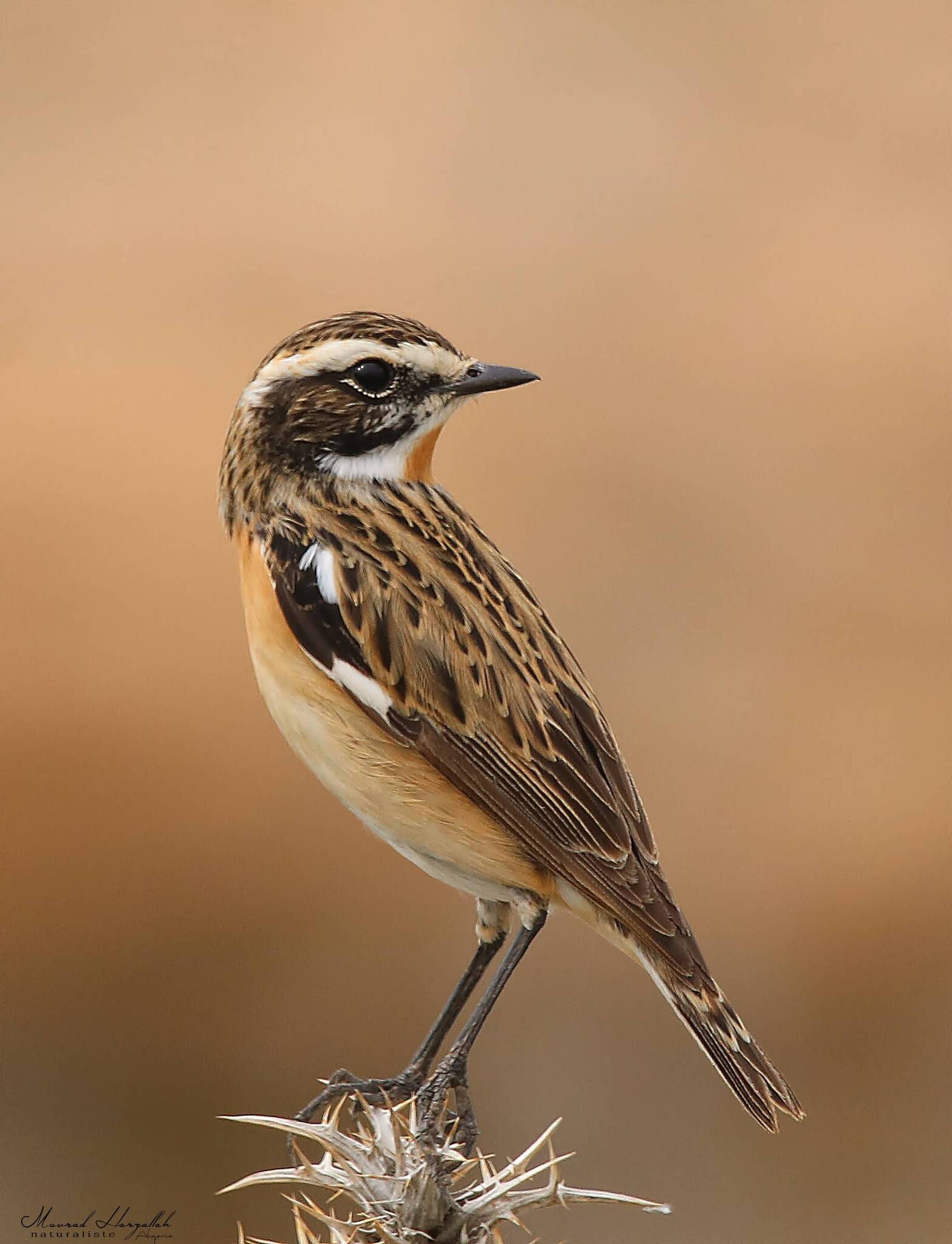 Whinchat (Saxicola rubetra)