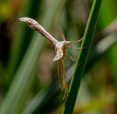 Pterophoroidea