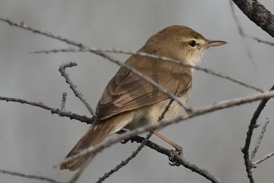 Sykes's Warbler