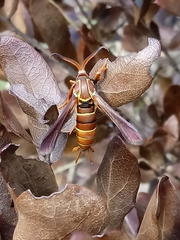 Vitacea polistiformis