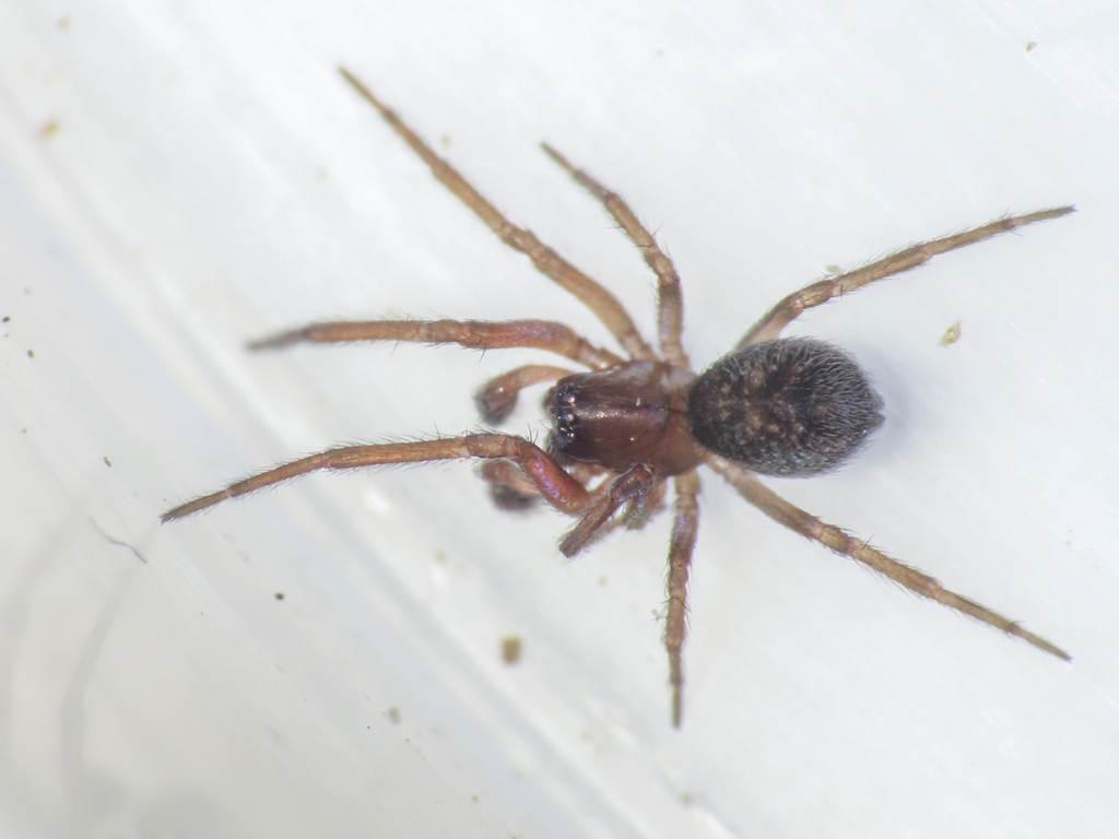 Tolokonniella