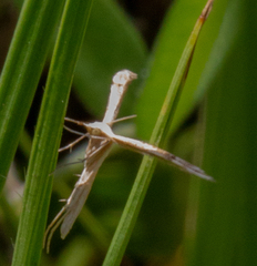 Pterophoroidea