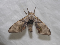 Daphnusa ocellaris