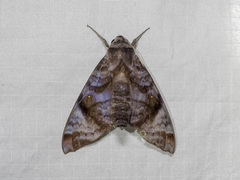 Acosmeryx pseudonaga