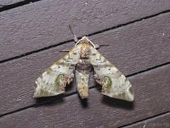 Daphnusa ocellaris