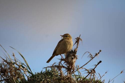 Tawny Pipit (Anthus campestris), photo 9