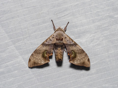 Daphnusa ocellaris