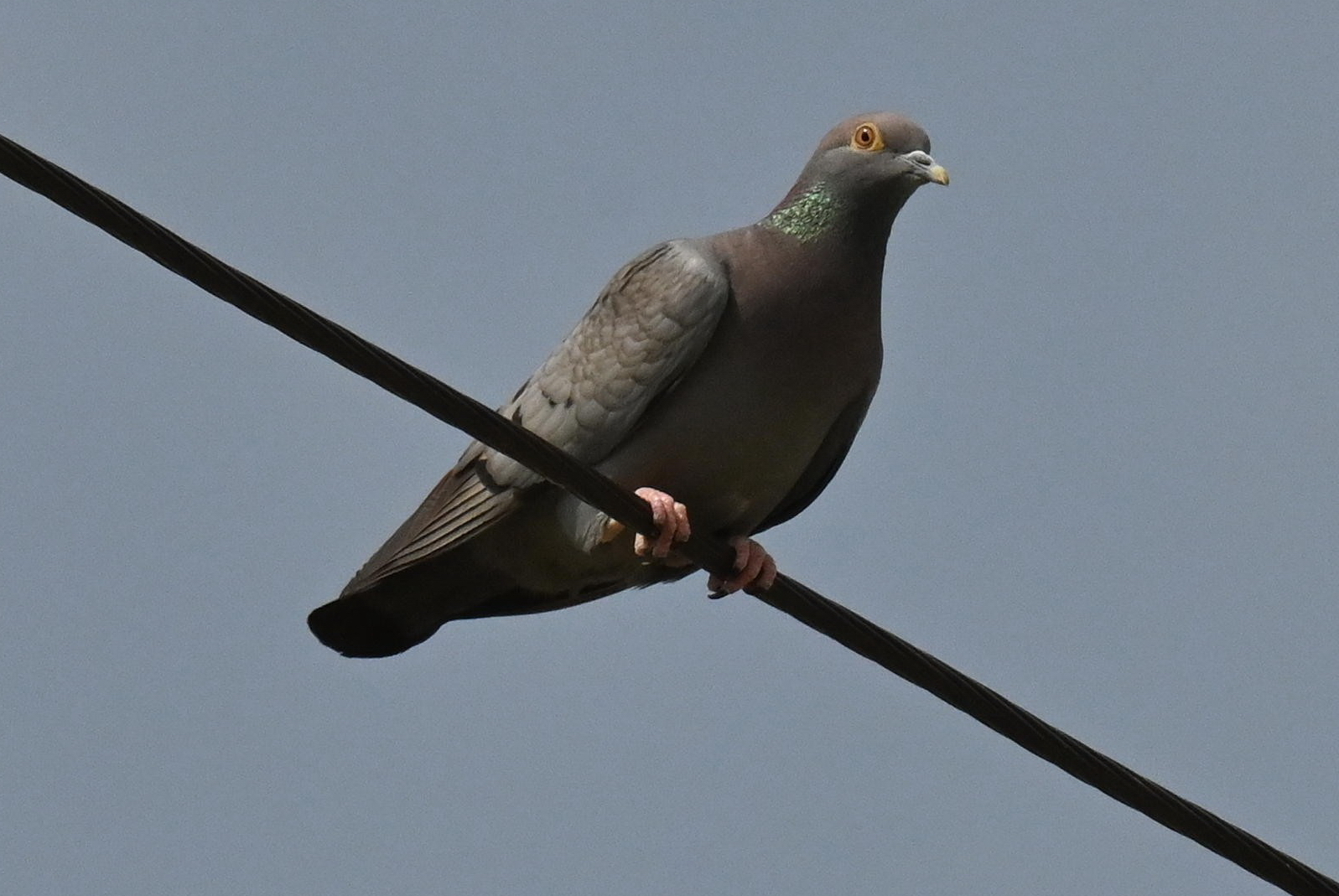 Yellow-eyed Pigeon