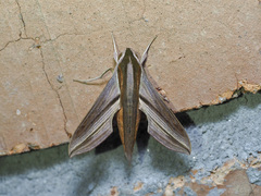 Hippotion boerhaviae