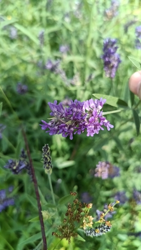 Single-stem scurfpea (Orbexilum simplex)