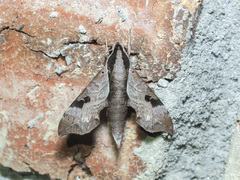 Enpinanga borneensis