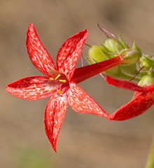 Ipomopsis aggregata aggregata