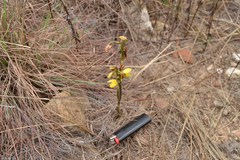 Eulophia hians inaequalis