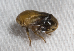 Clastoptera achatina