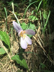 Colchicum autumnale