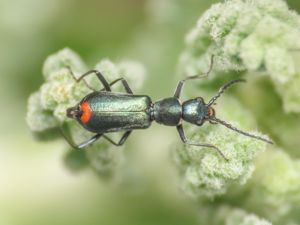 Cyrtosus dispar