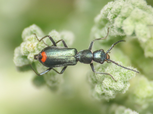 Cyrtosus dispar