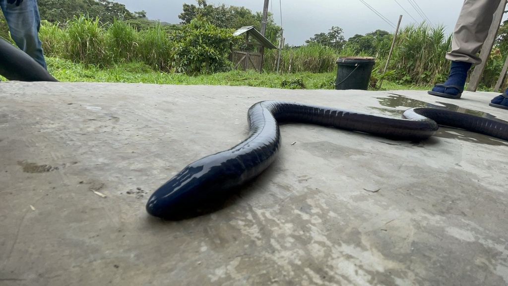 Truncated Caecilia