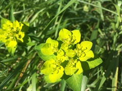Euphorbia flavicoma