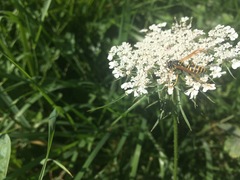 Polistes gallicus