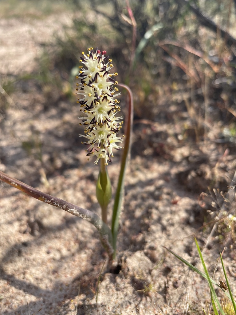 Wurmbea robusta