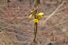 Eulophia hians inaequalis