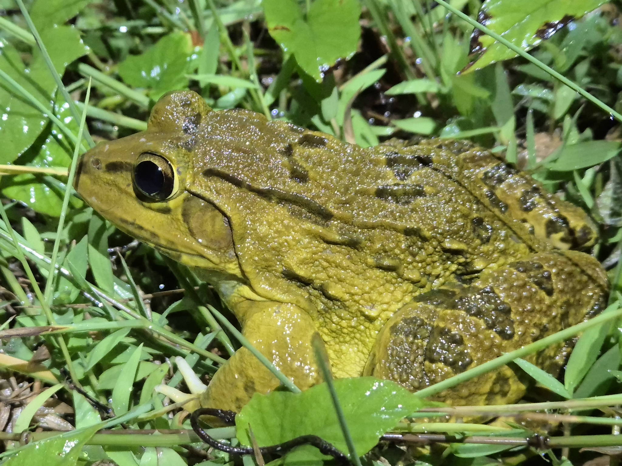Indian Bull Frog
