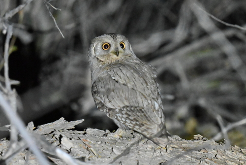 Pallid Scops Owl (Otus brucei), photo 3