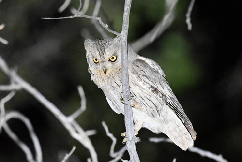 Pallid Scops Owl (Otus brucei), photo 4