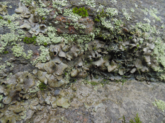 Dermatocarpon muhlenbergii