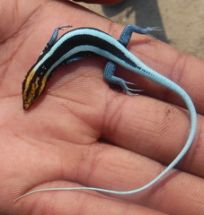 Trachylepis laevis
