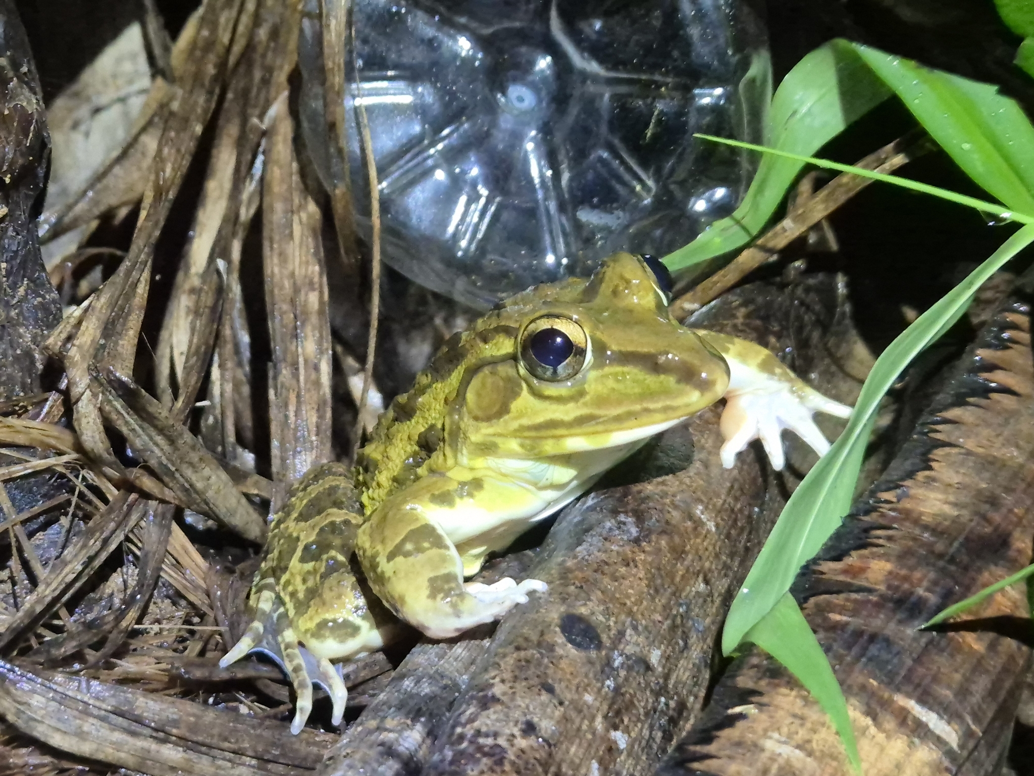 Indian Bull Frog