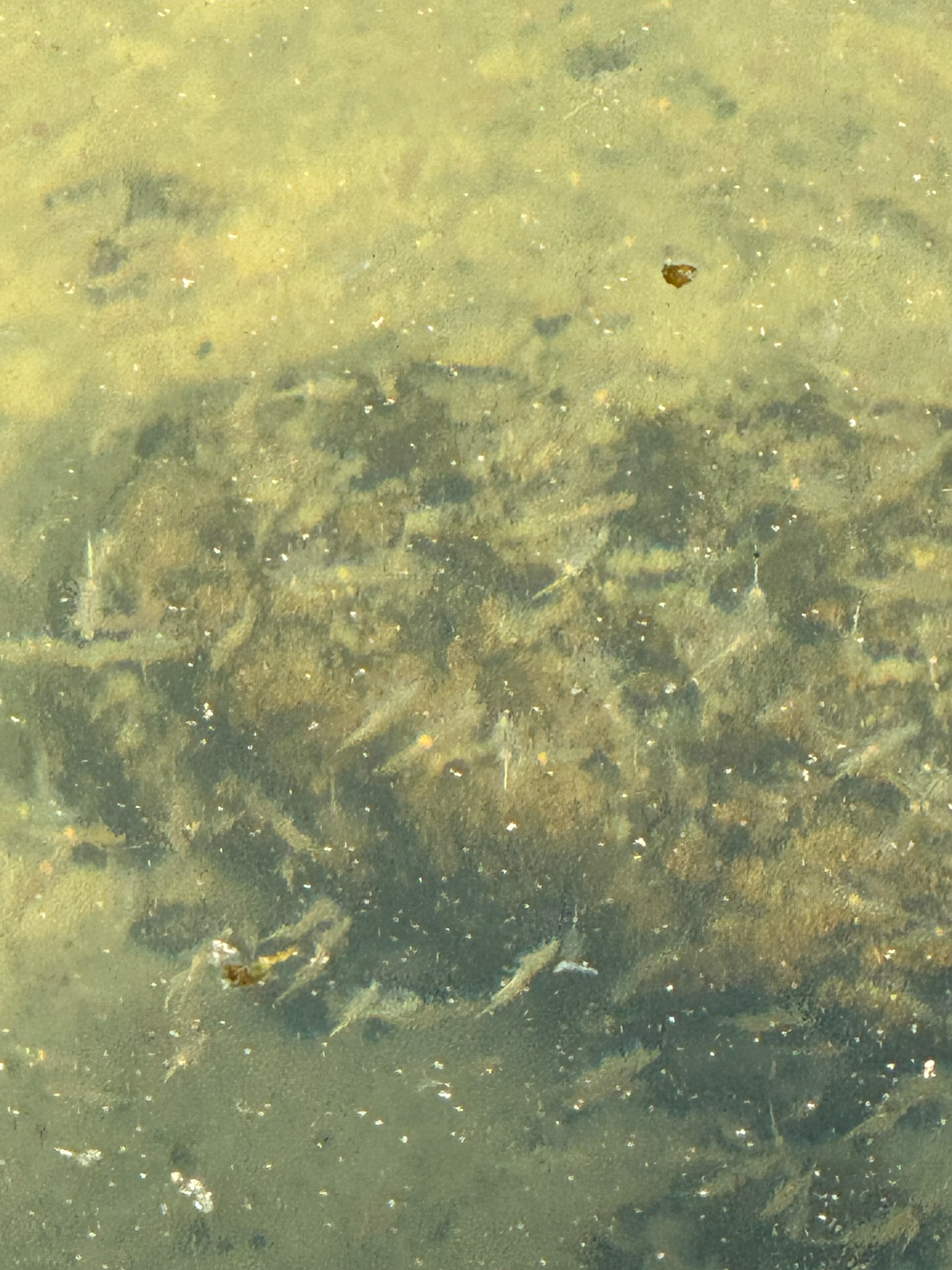 Artemia monica Verrill, 1869