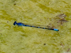 Enallagma praevarum