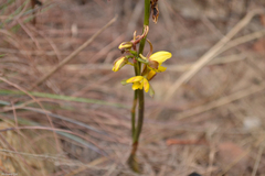 Eulophia hians inaequalis
