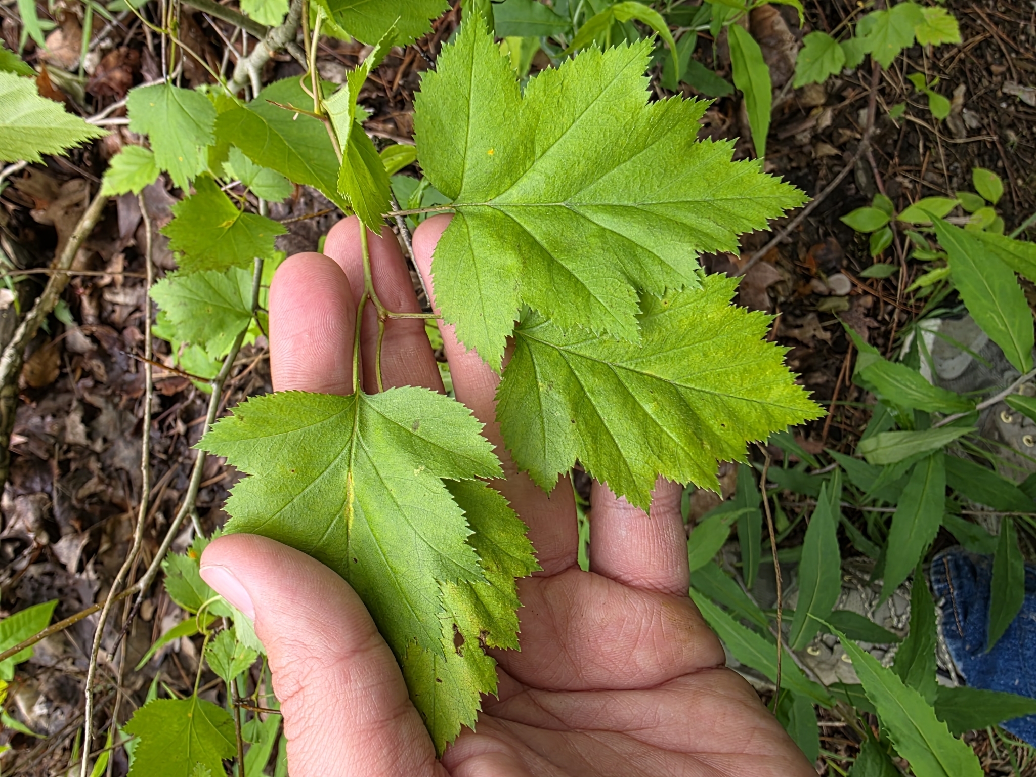 Crataegus jesupii
