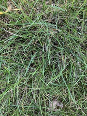 Bouteloua dactyloides